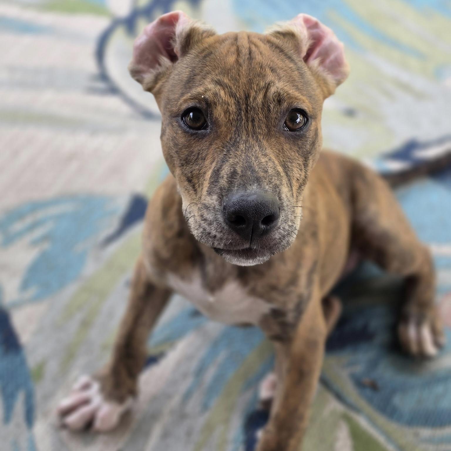 Enlarge Zayda, a Adoptable mixed breed in Ellicott City, MD image 2/6