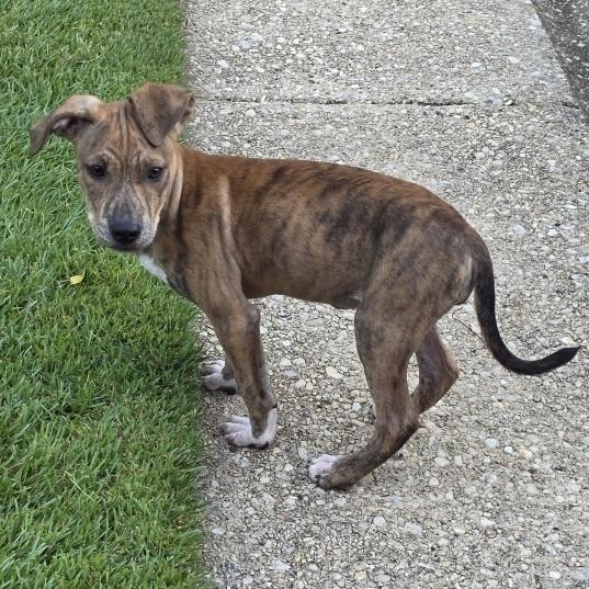 Enlarge Zayda, a Adoptable mixed breed in Ellicott City, MD image 5/6