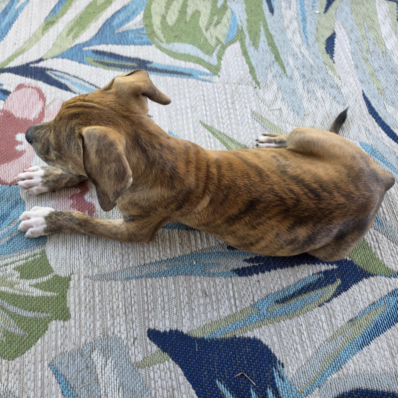 Enlarge Zayda, a Adoptable mixed breed in Ellicott City, MD image 6/6