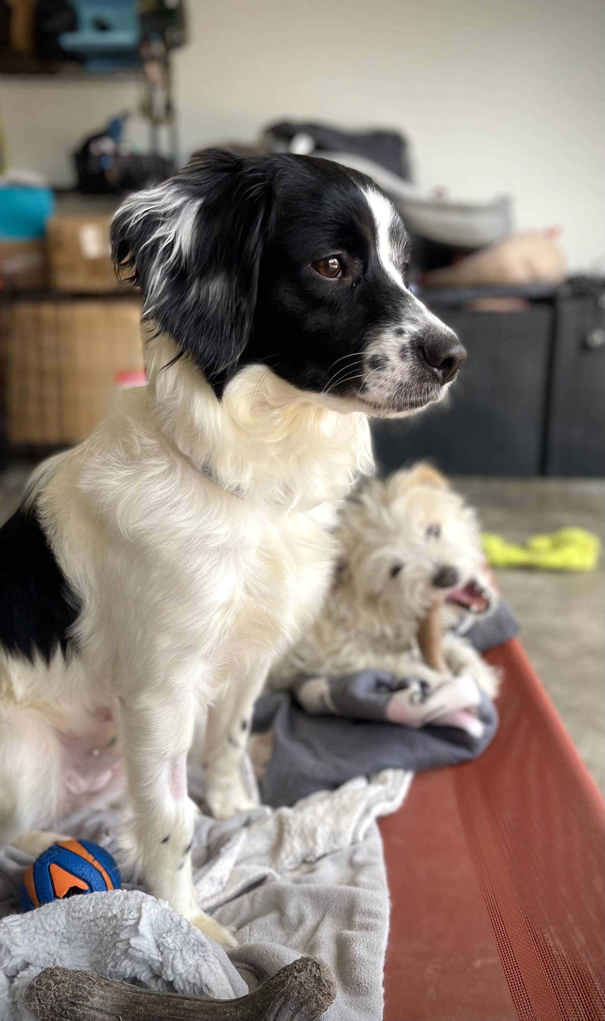 Enlarge Abby, an adopted mixed breed in Oakland, CA image 4/5