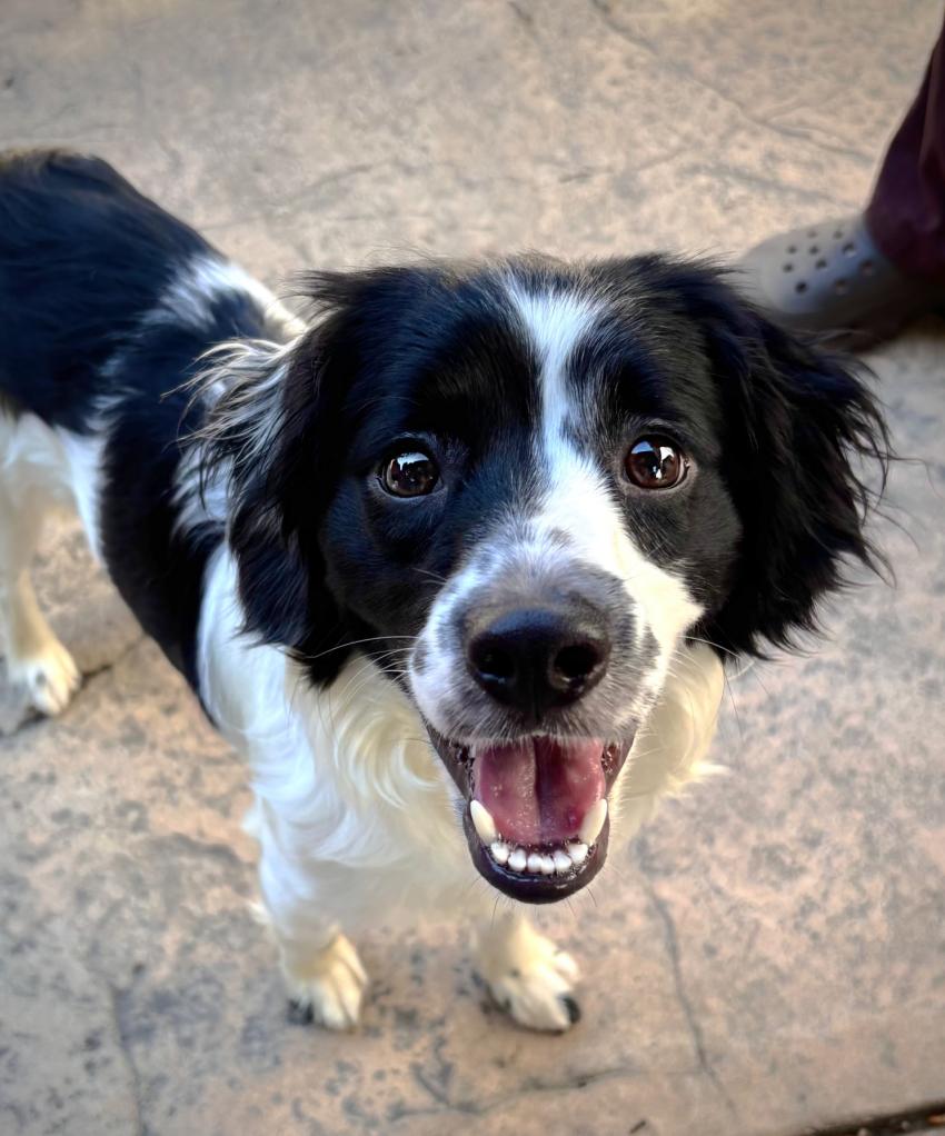 Enlarge Abby, a Adoptable mixed breed in Oakland, CA image 3/4
