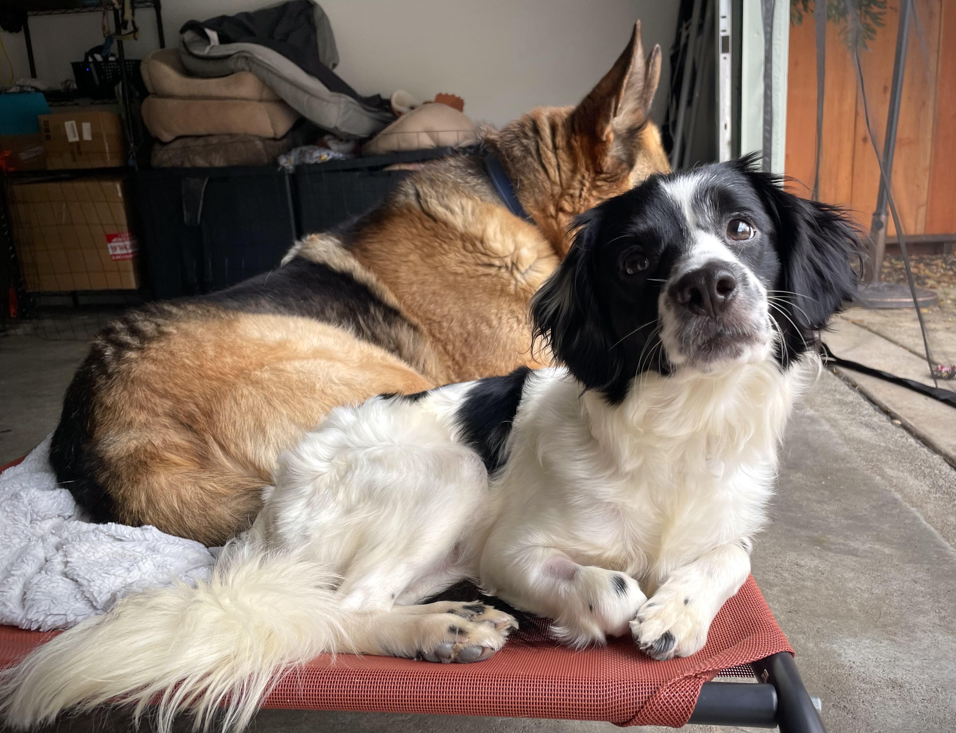 Enlarge Abby, a Adoptable mixed breed in Oakland, CA image 4/4