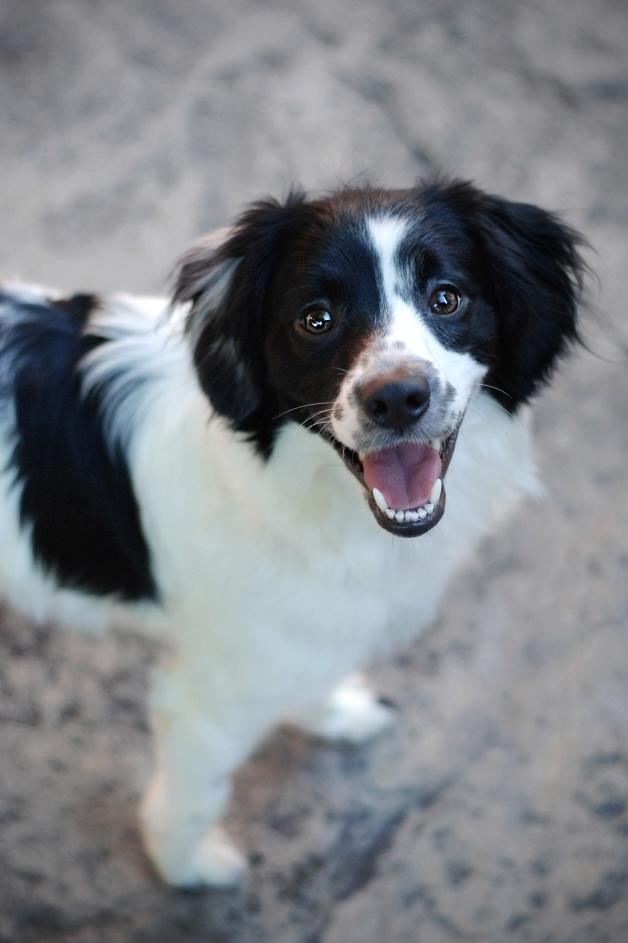 Enlarge Abby, a Adoptable mixed breed in Oakland, CA image 1/4