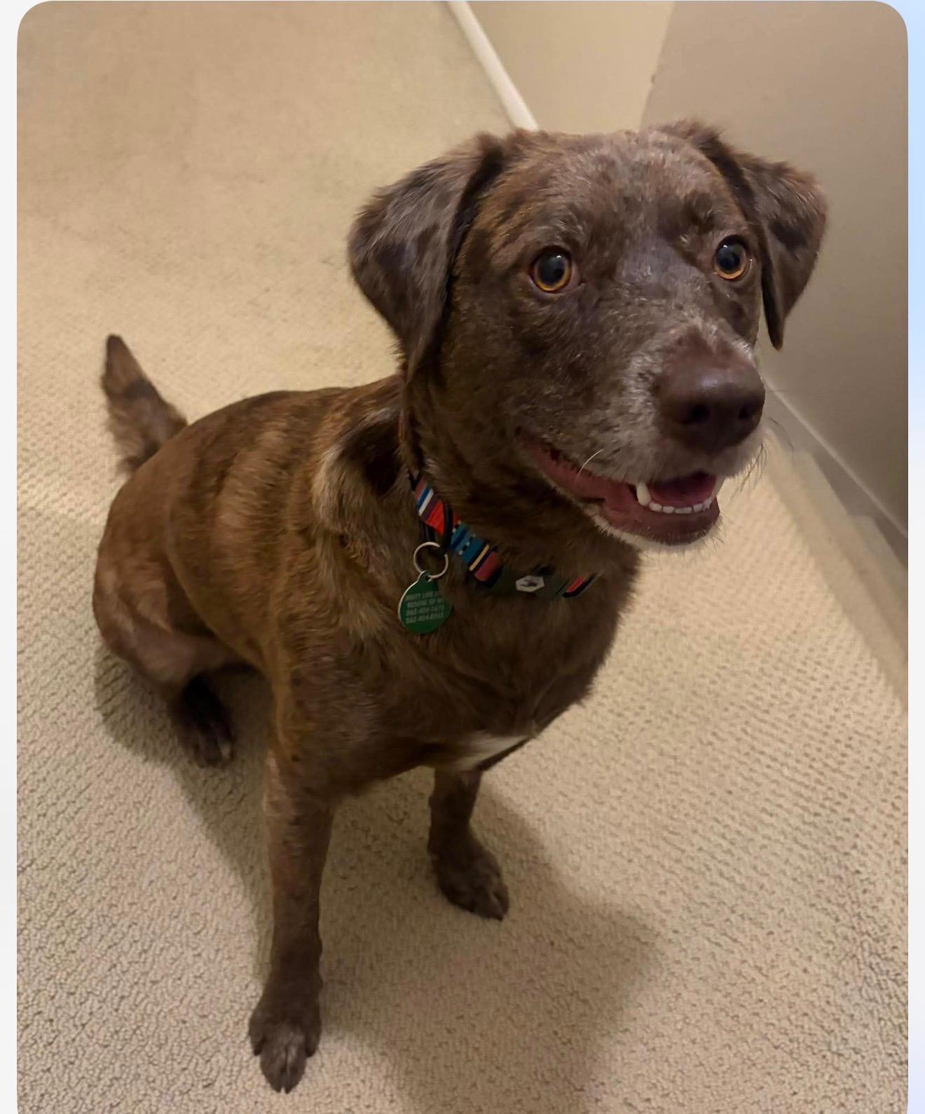 Enlarge Smokey, a Adoptable mixed breed in Cedarburg, WI image 6/6