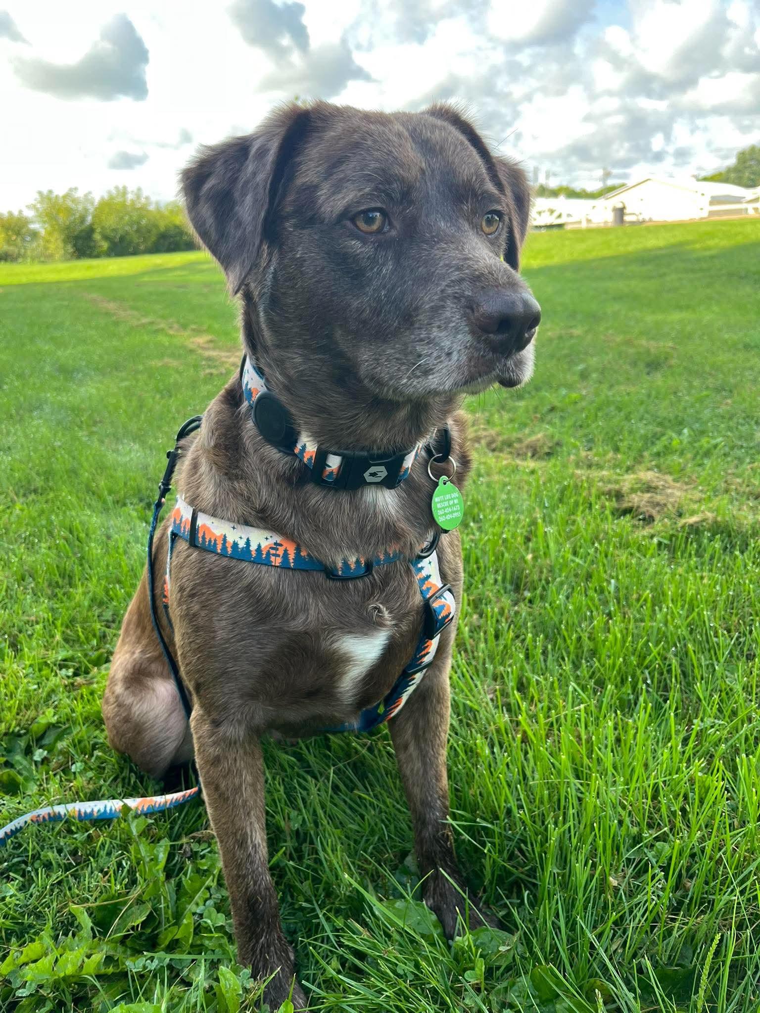 Enlarge Smokey, a Adoptable mixed breed in Cedarburg, WI image 4/6