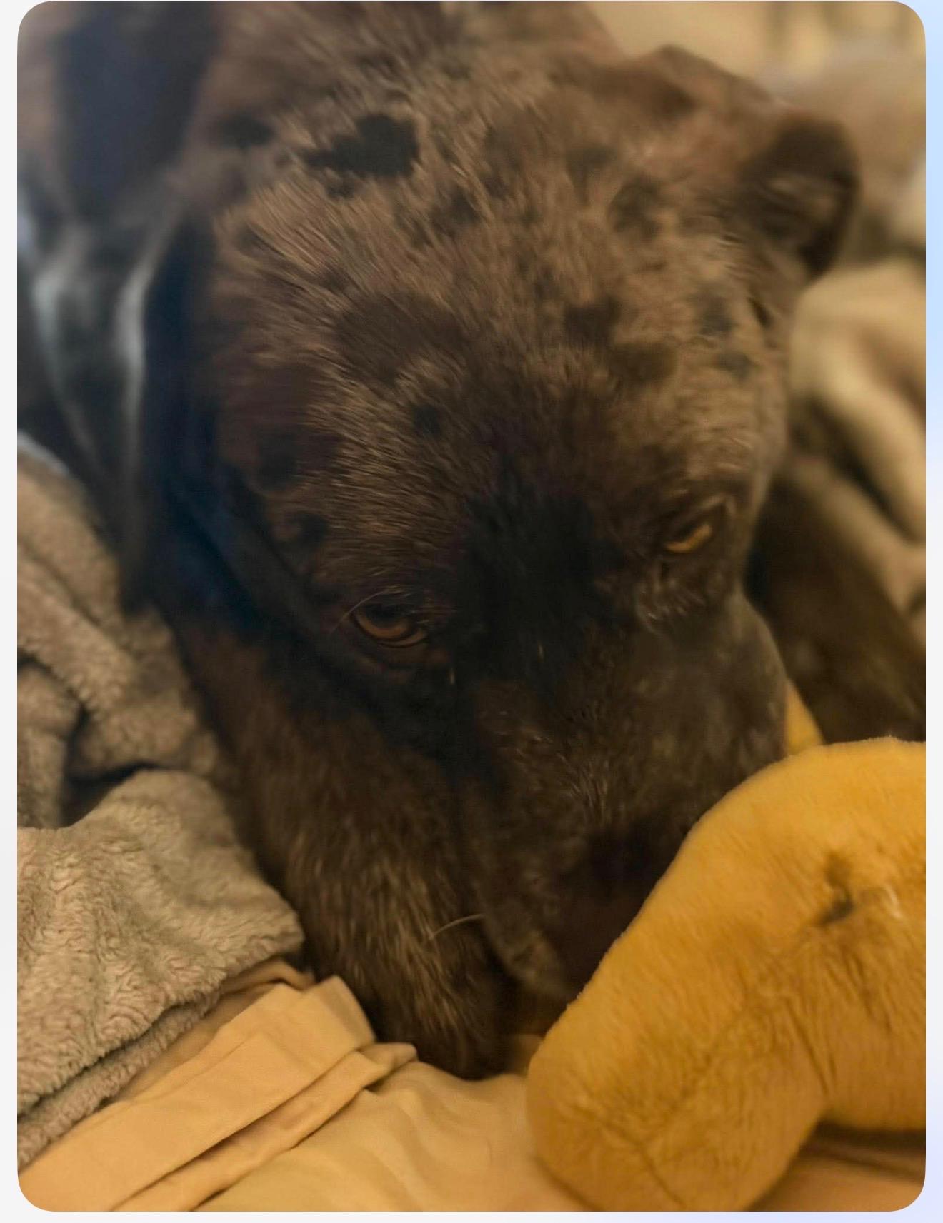 Enlarge Smokey, a Adoptable mixed breed in Cedarburg, WI image 3/6