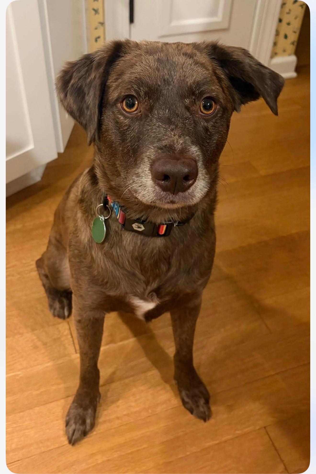 Enlarge Smokey, a Adoptable mixed breed in Cedarburg, WI image 2/6