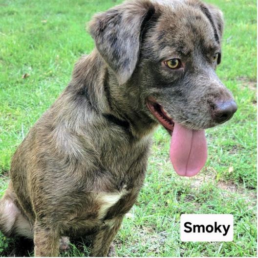 Enlarge Smokey, a Adoptable mixed breed in Cedarburg, WI image 5/6