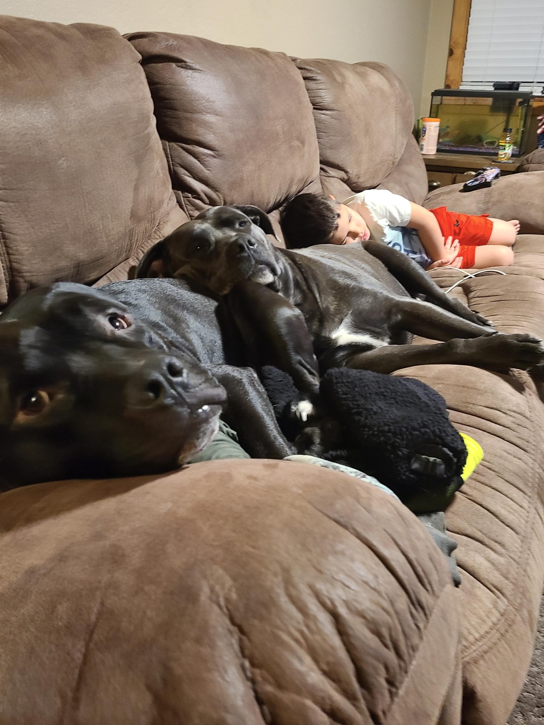 Enlarge Chief, a Adoptable mixed breed in Springfield, OR image 6/6