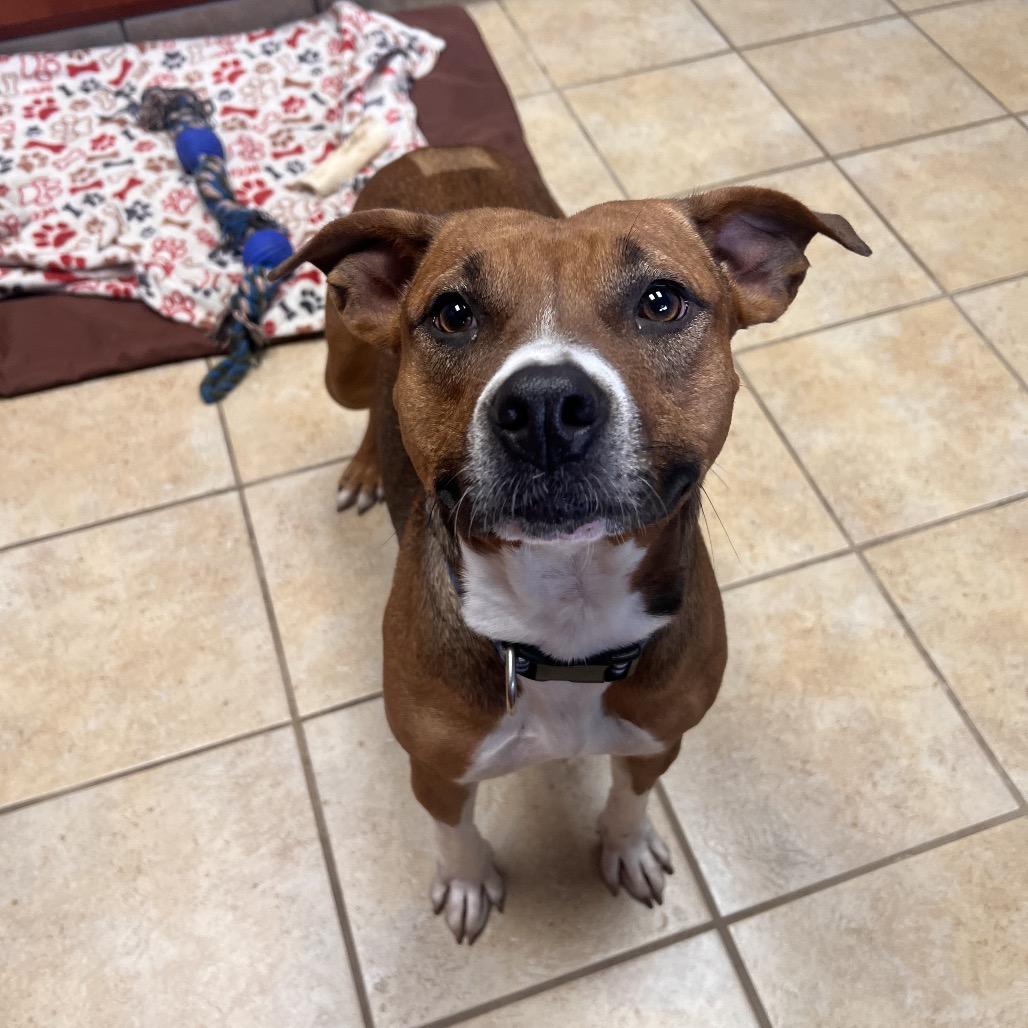 Prim, Adoptable, Young Female Labrador Retriever.