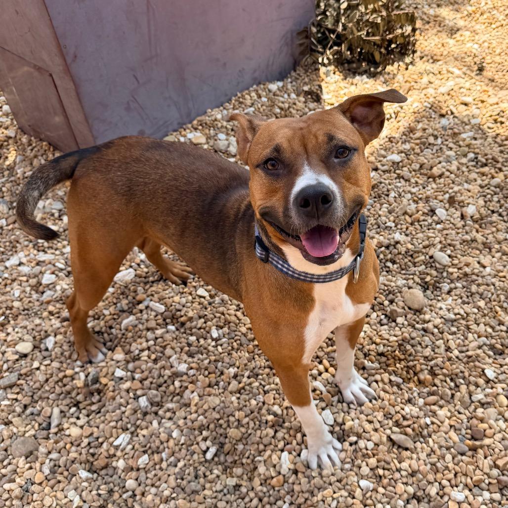 Enlarge Prim, a Adoptable mixed breed in Columbus, GA image 2/6