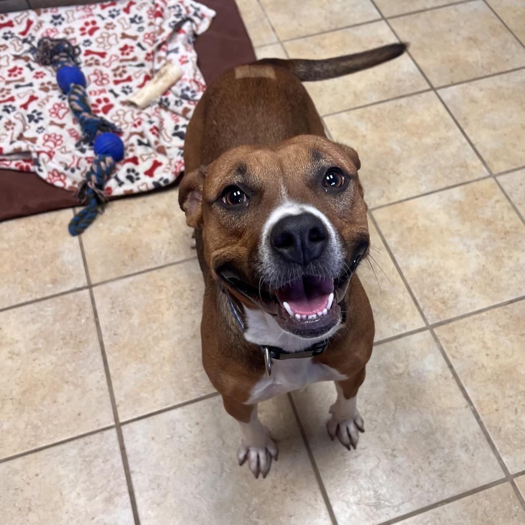 Enlarge Prim, a Adoptable mixed breed in Columbus, GA image 2/4