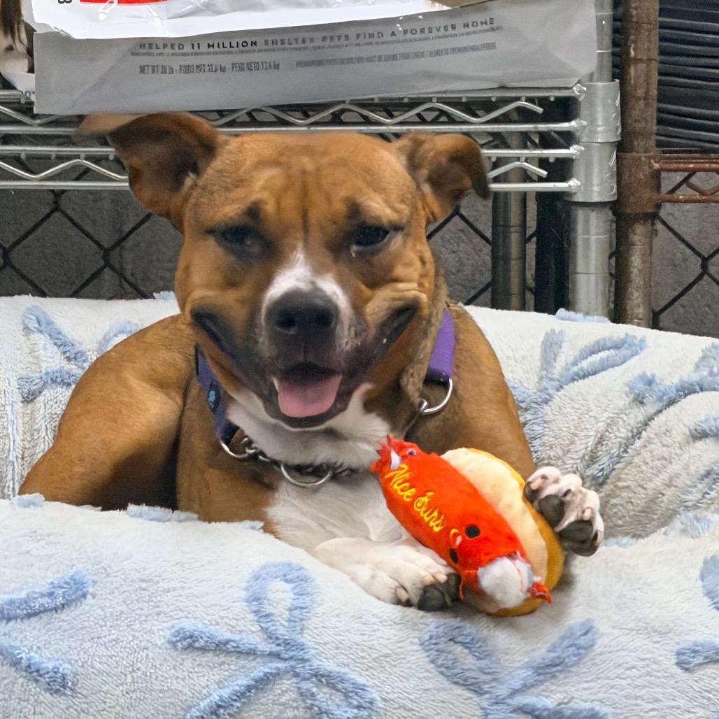 Enlarge Prim, a Adoptable mixed breed in Columbus, GA image 4/6
