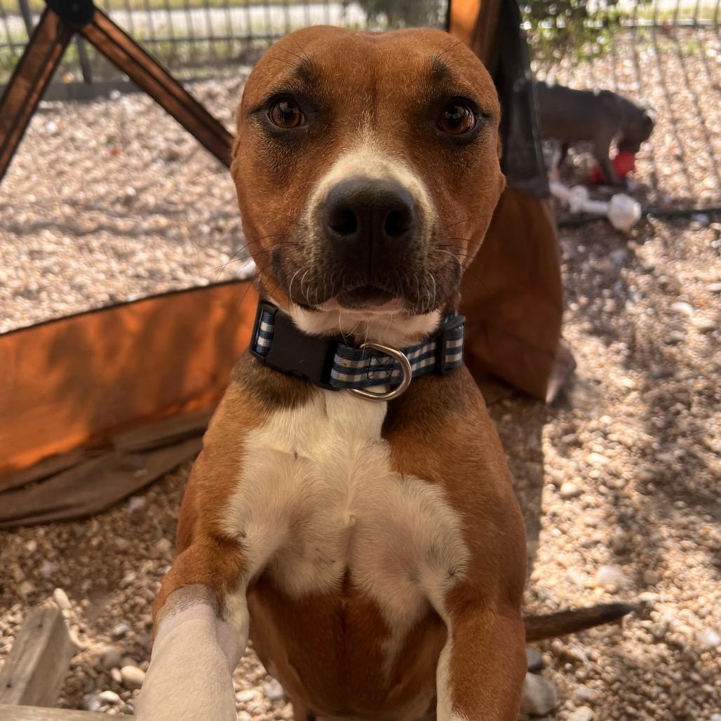 Enlarge Prim, a Adoptable mixed breed in Columbus, GA image 3/4