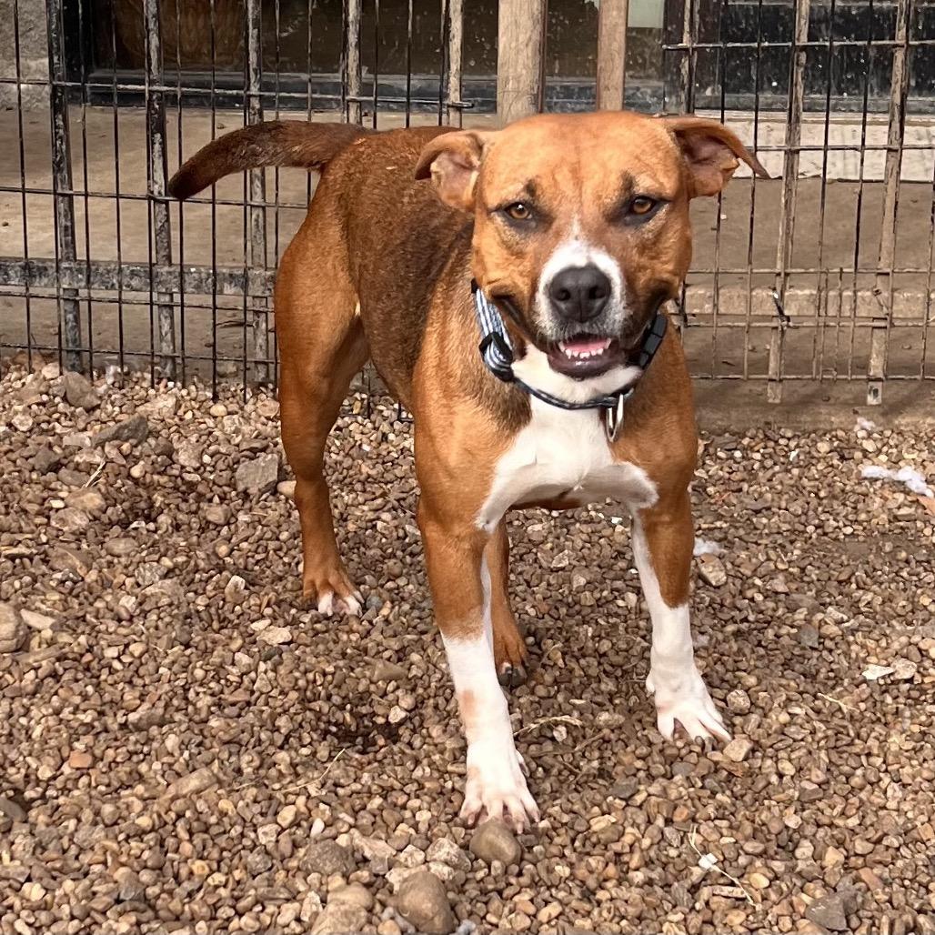 Enlarge Prim, a Adoptable mixed breed in Columbus, GA image 4/4