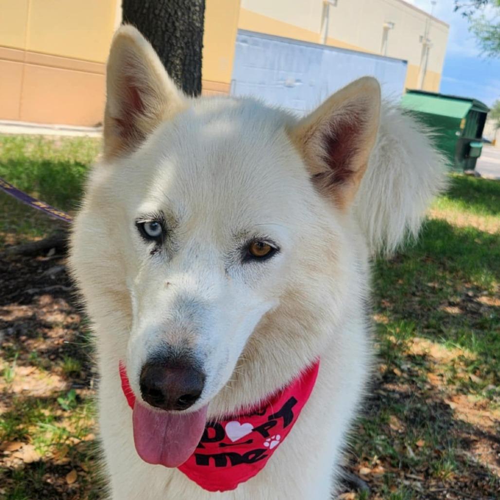 Yumi JuM, Adult Female Husky