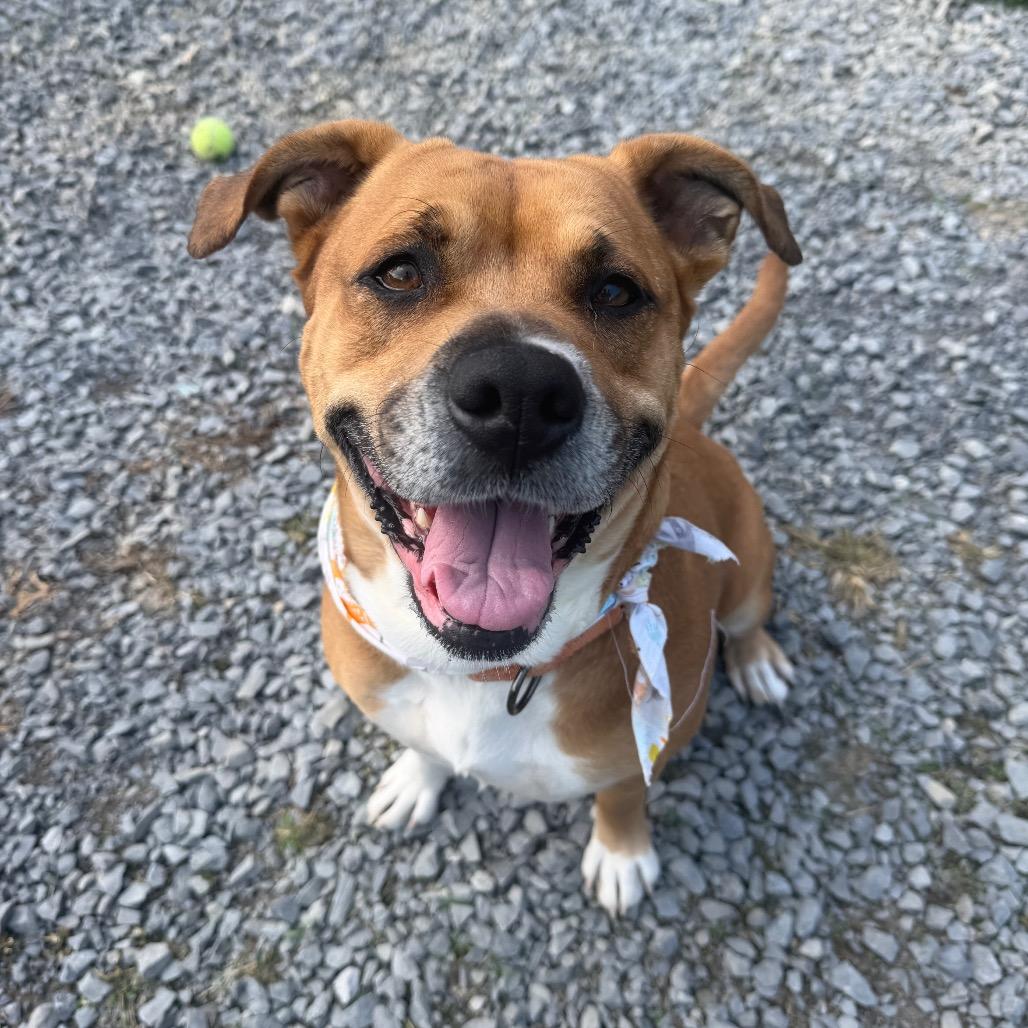 Aura, Adoptable, Adult Female Boxer & Mixed Breed.