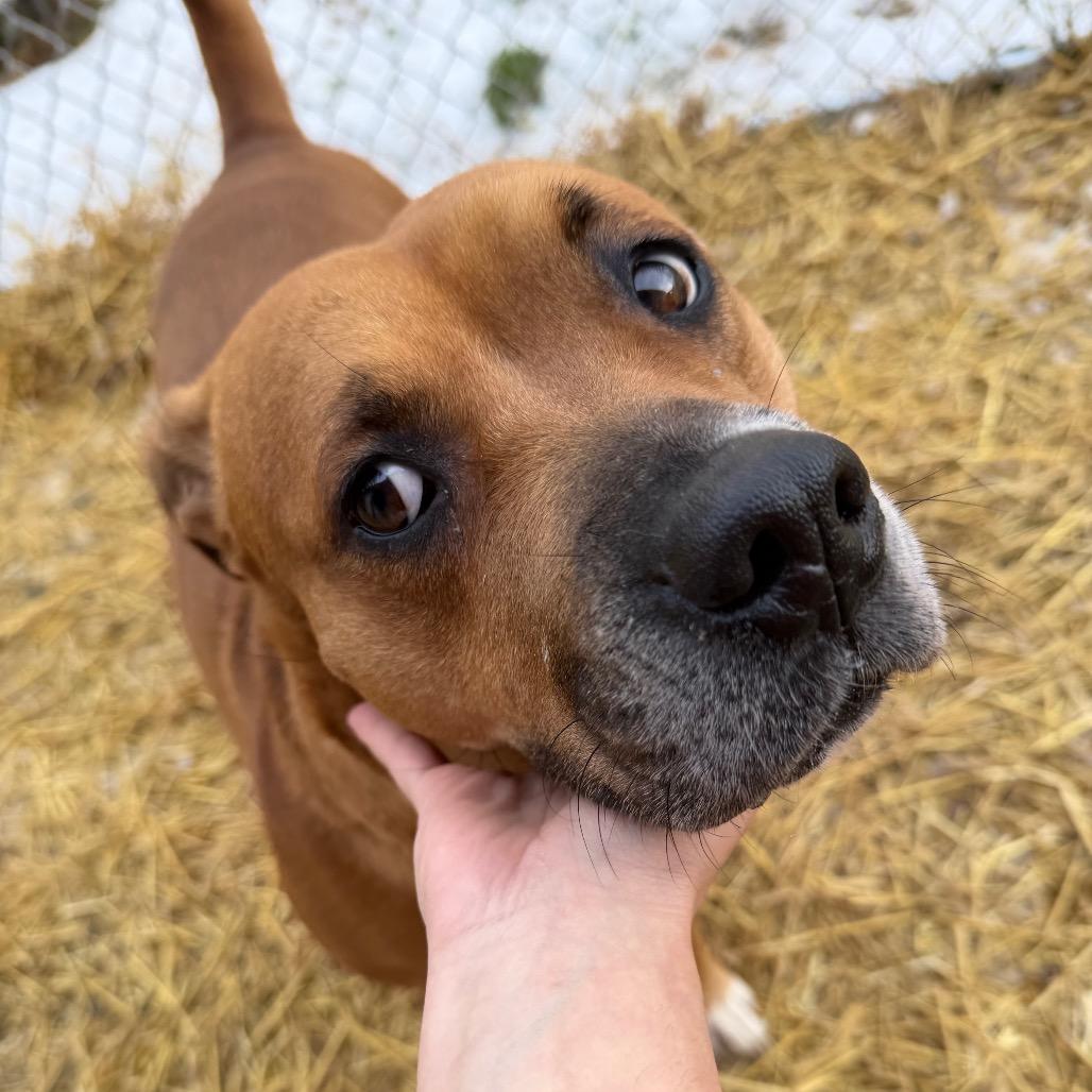 Enlarge Aura, a Adoptable mixed breed in Fairmont, WV image 1/4