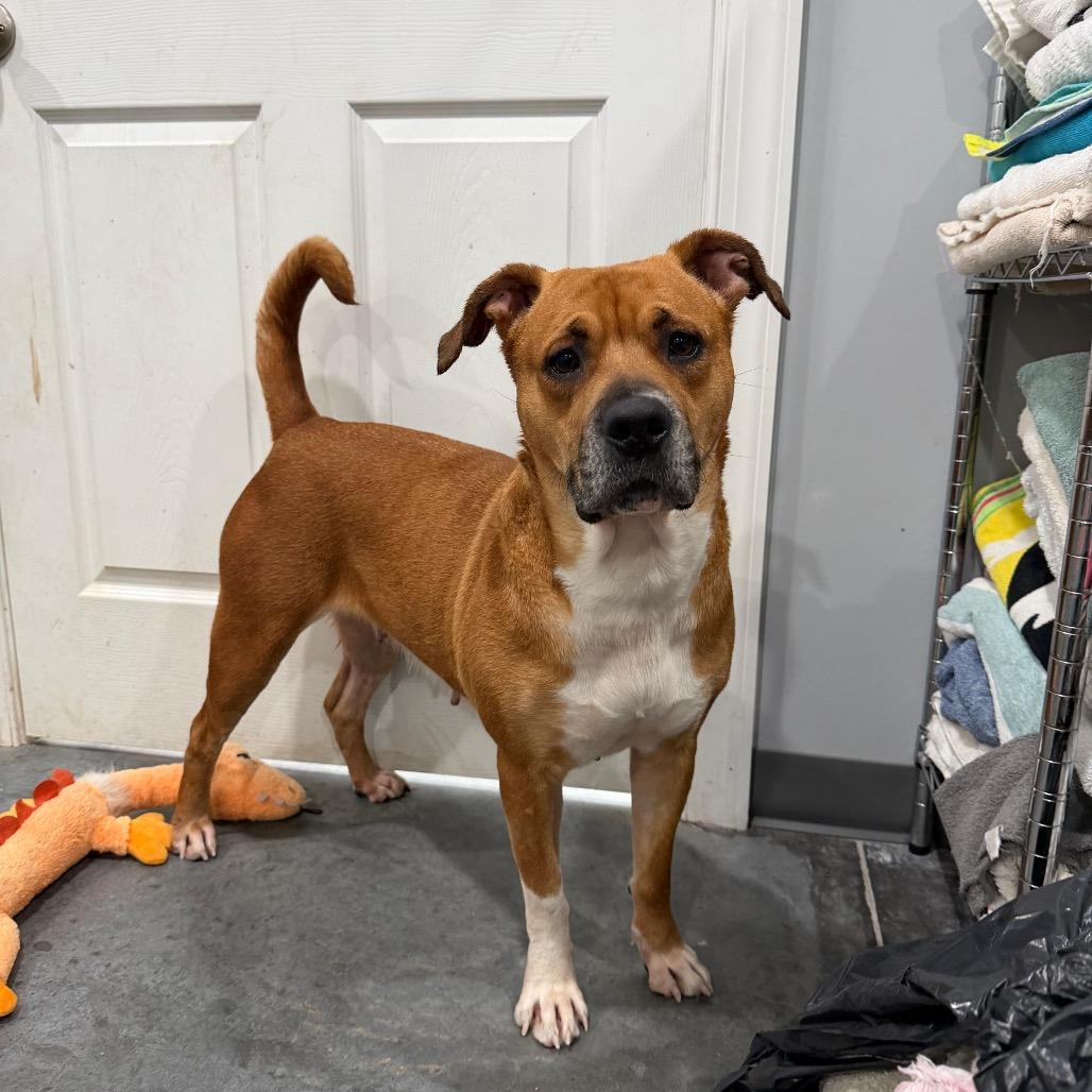 Enlarge Aura, a Adoptable mixed breed in Fairmont, WV image 2/4