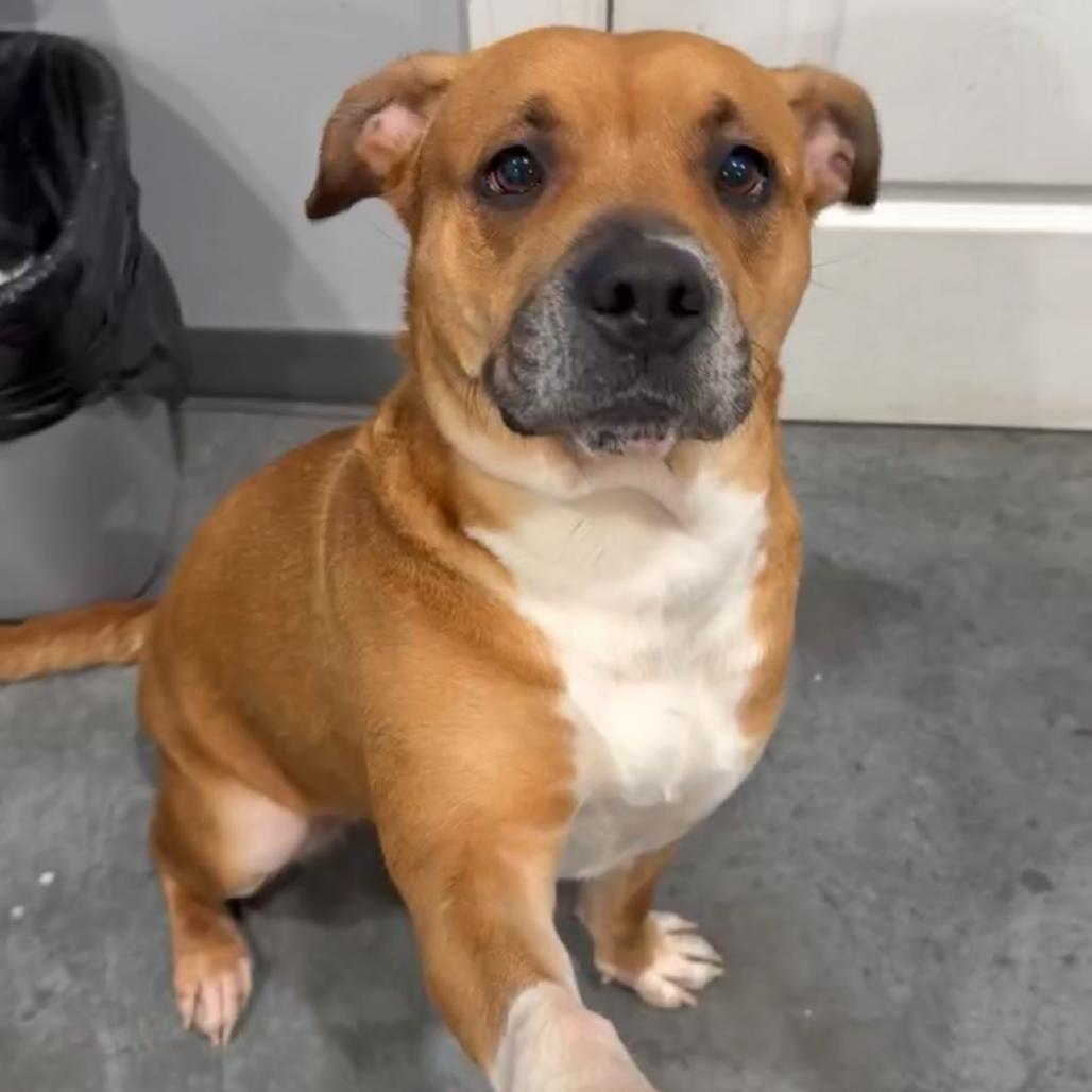 Enlarge Aura, a Adoptable mixed breed in Fairmont, WV image 3/4