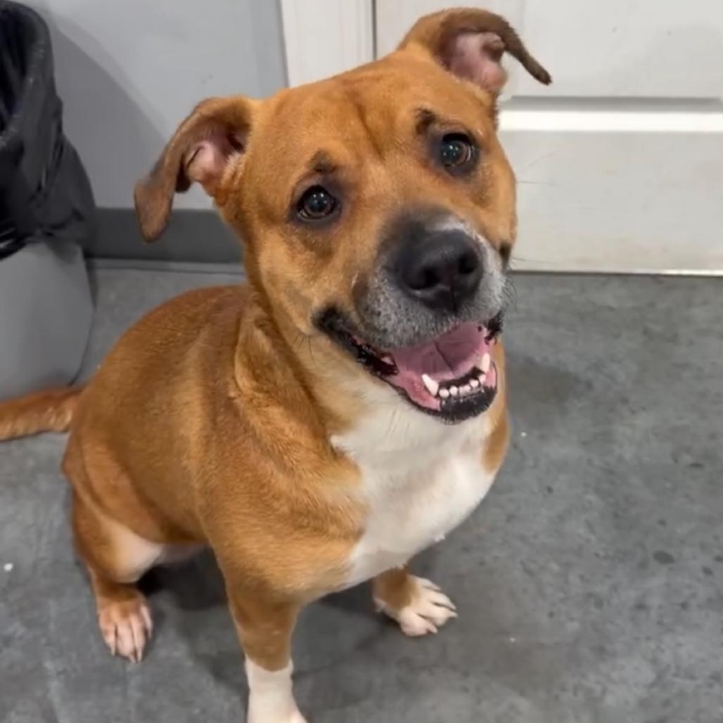 Enlarge Aura, a Adoptable mixed breed in Fairmont, WV image 4/4