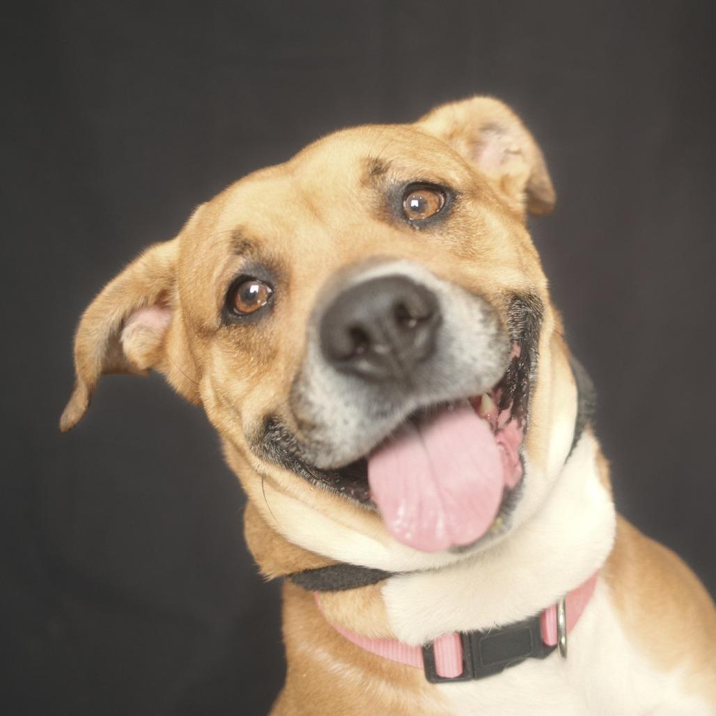Enlarge Aura, a Adoptable mixed breed in Fairmont, WV image 6/6