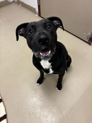 Mileena, Adoptable, Adult Female Labrador Retriever & Terrier.