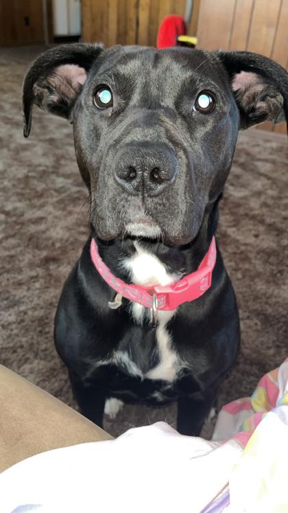 Enlarge Mileena, a Adoptable mixed breed in South Bend, IN image 1/1