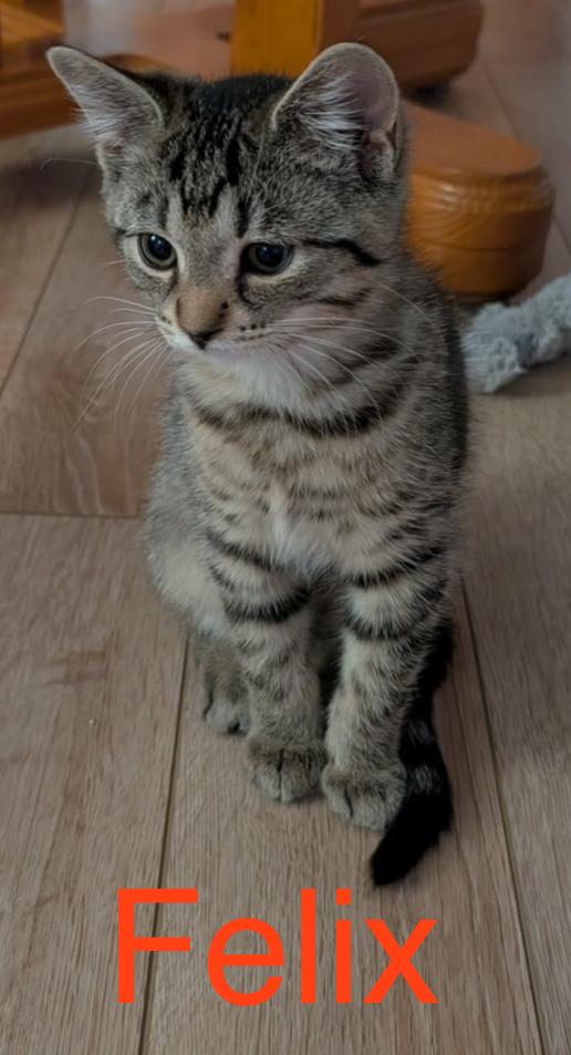 Enlarge Felix, a ADOPTABLE Domestic Short Hair in Pointe-Claire, QC image 1/1