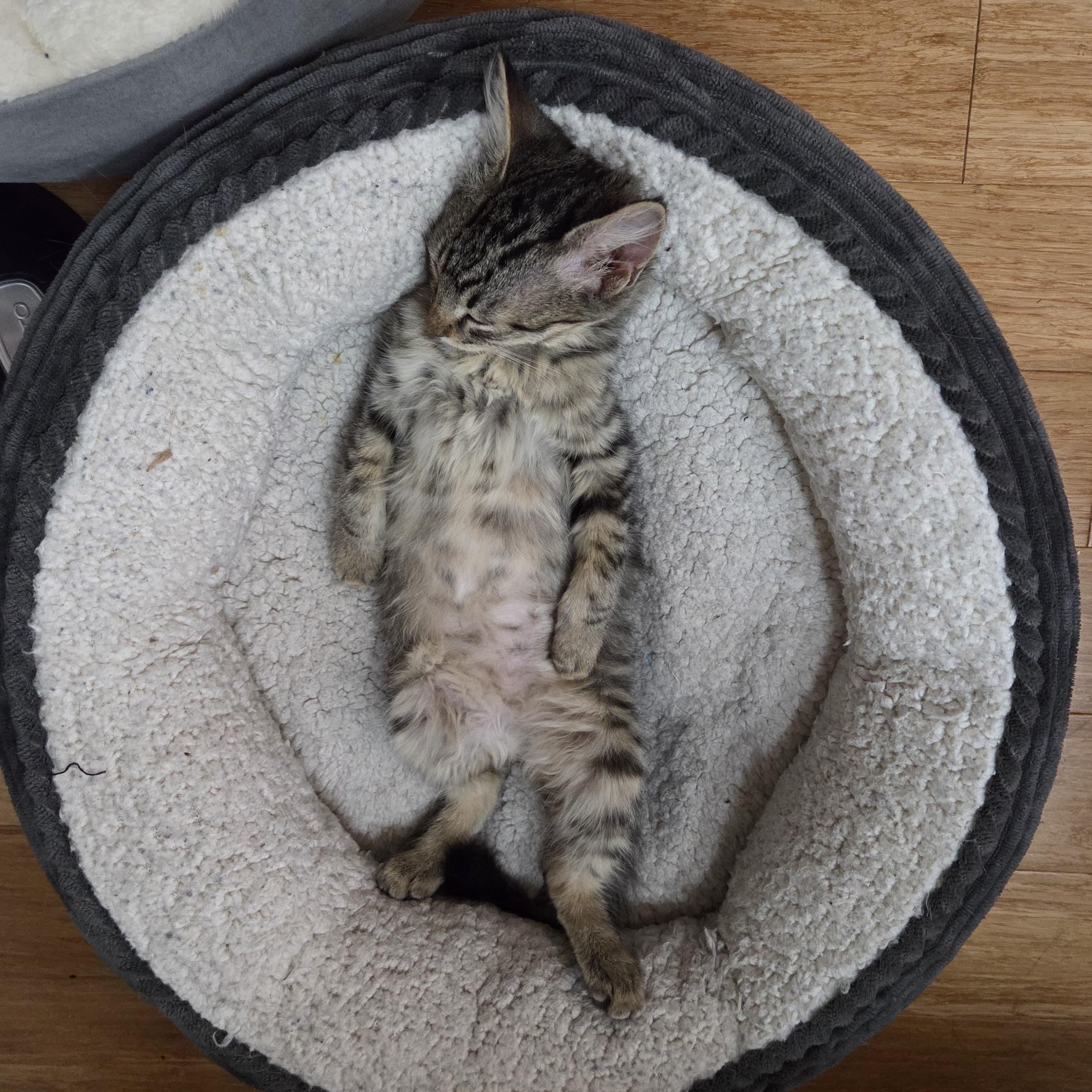 Enlarge Homer, a ADOPTABLE Domestic Medium Hair in Portland, OR image 1/5