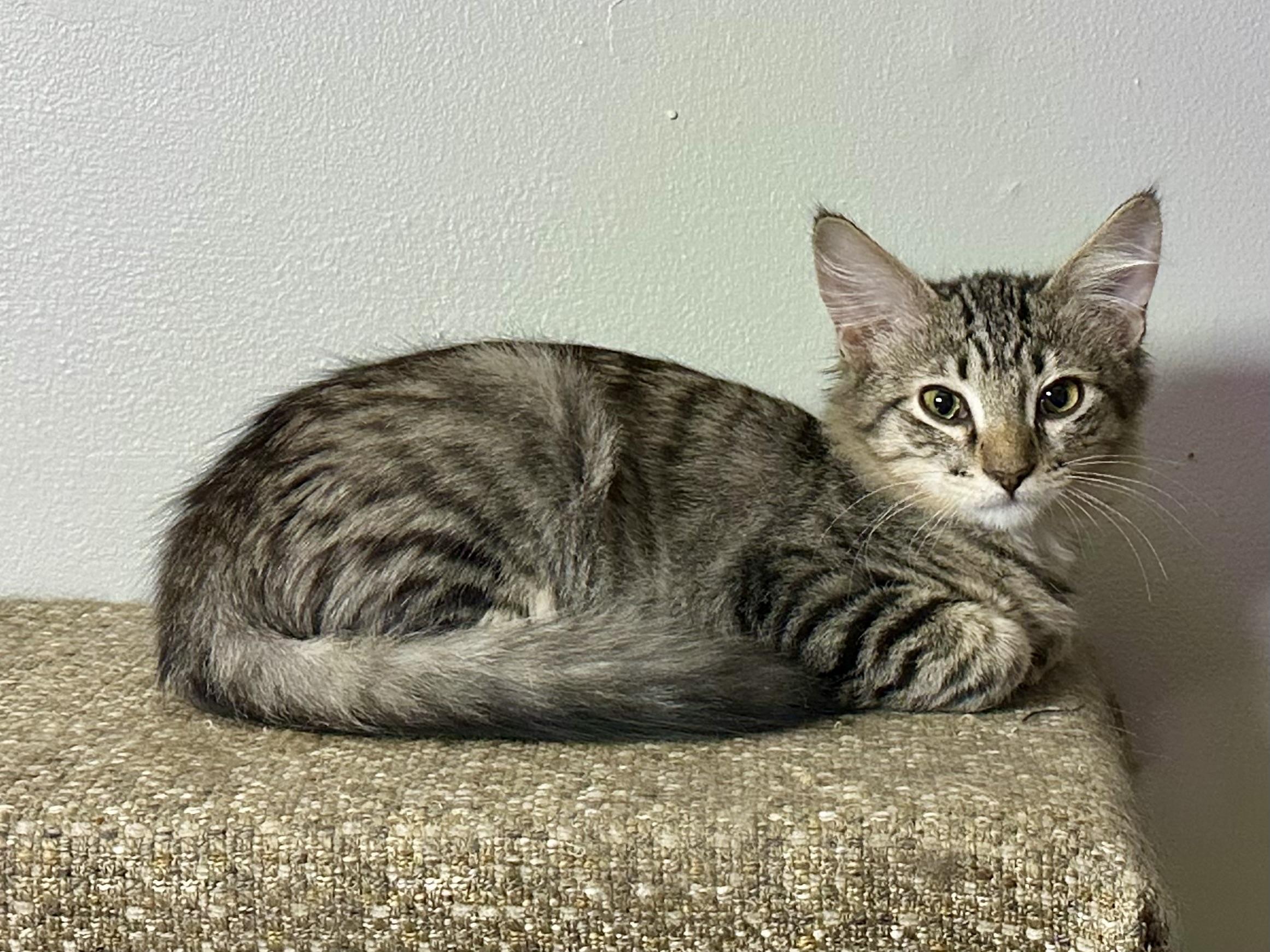 Enlarge Homer, a ADOPTABLE Domestic Medium Hair in Portland, OR image 2/5