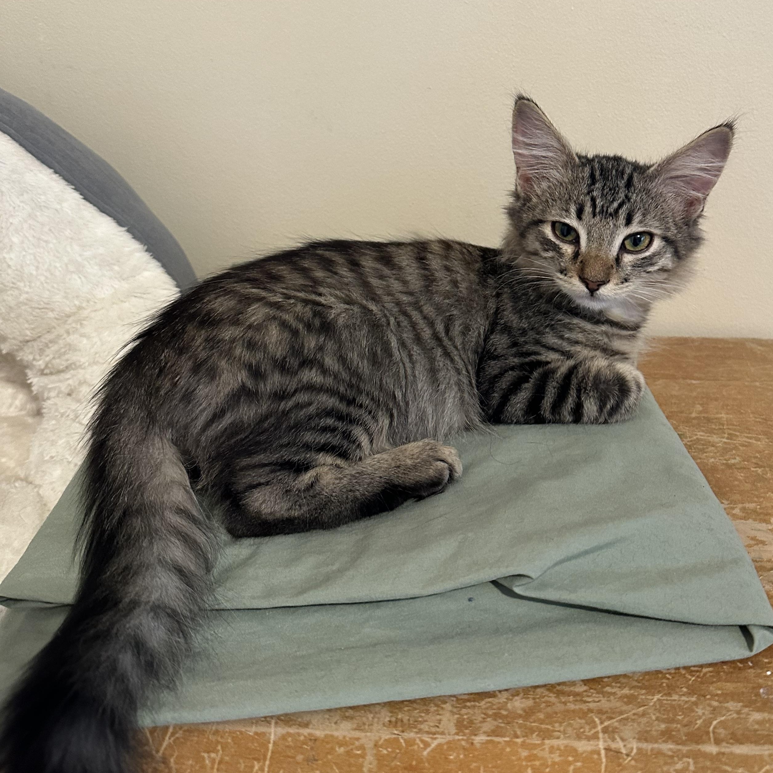 Enlarge Homer, a ADOPTABLE Domestic Medium Hair in Portland, OR image 3/5