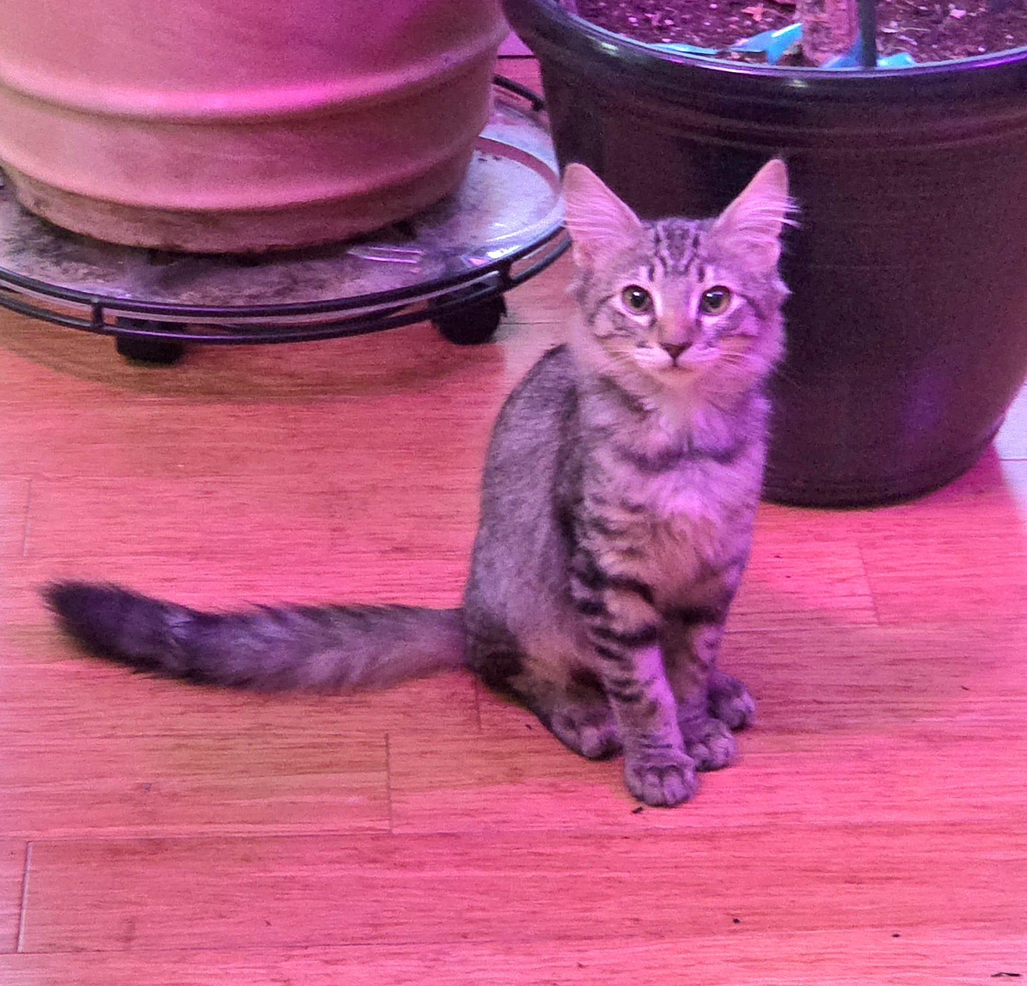 Enlarge Homer, a ADOPTABLE Domestic Medium Hair in Portland, OR image 4/5