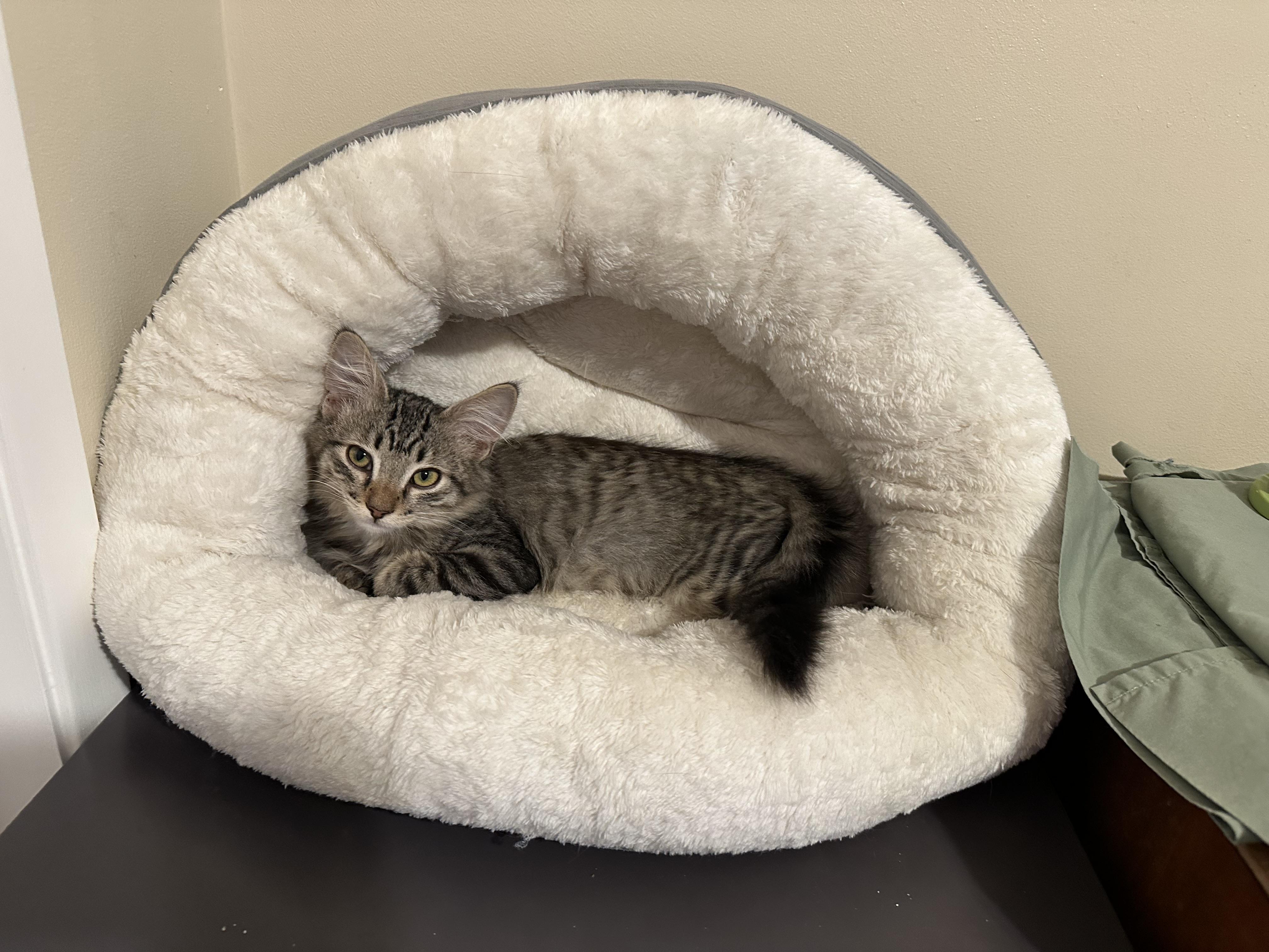 Enlarge Homer, a ADOPTABLE Domestic Medium Hair in Portland, OR image 5/5