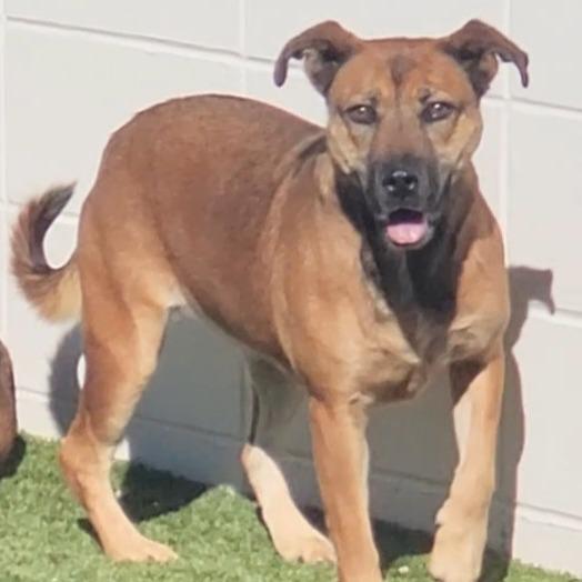 Diesel, Adoptable, Adult Female Shepherd.