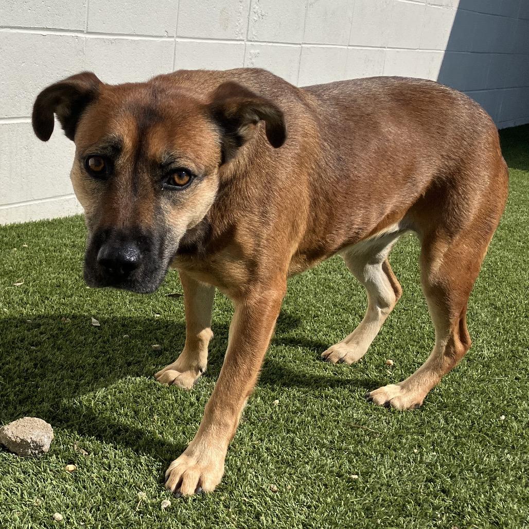 Enlarge Diesel, a Adoptable Shepherd in Montgomery, AL image 2/6