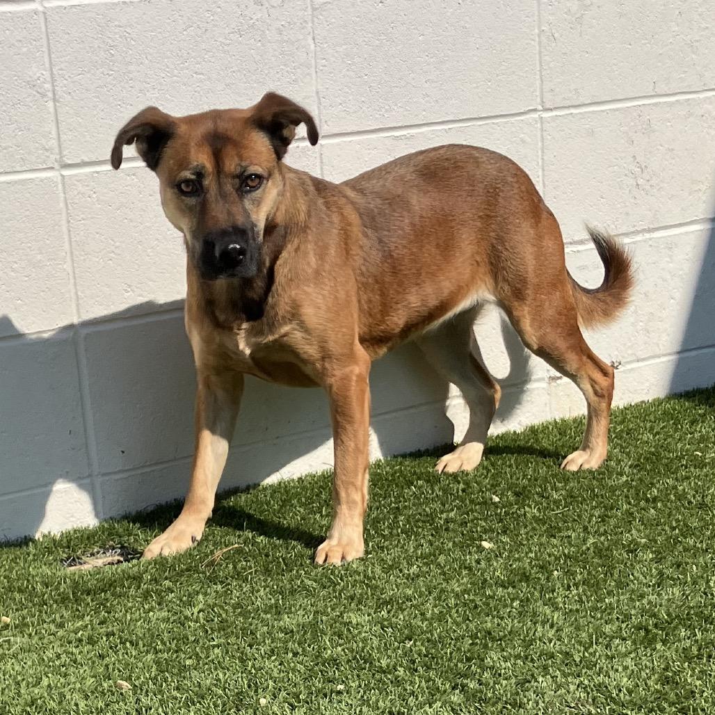 Enlarge Diesel, a Adoptable Shepherd in Montgomery, AL image 3/6