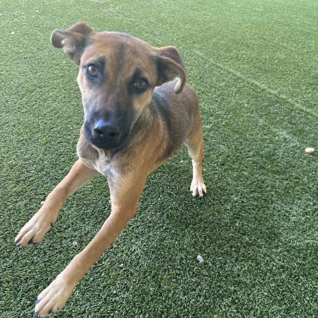 Enlarge Diesel, a Adoptable Shepherd in Montgomery, AL image 4/6