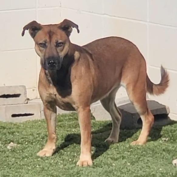 Enlarge Diesel, a Adoptable Shepherd in Montgomery, AL image 5/6