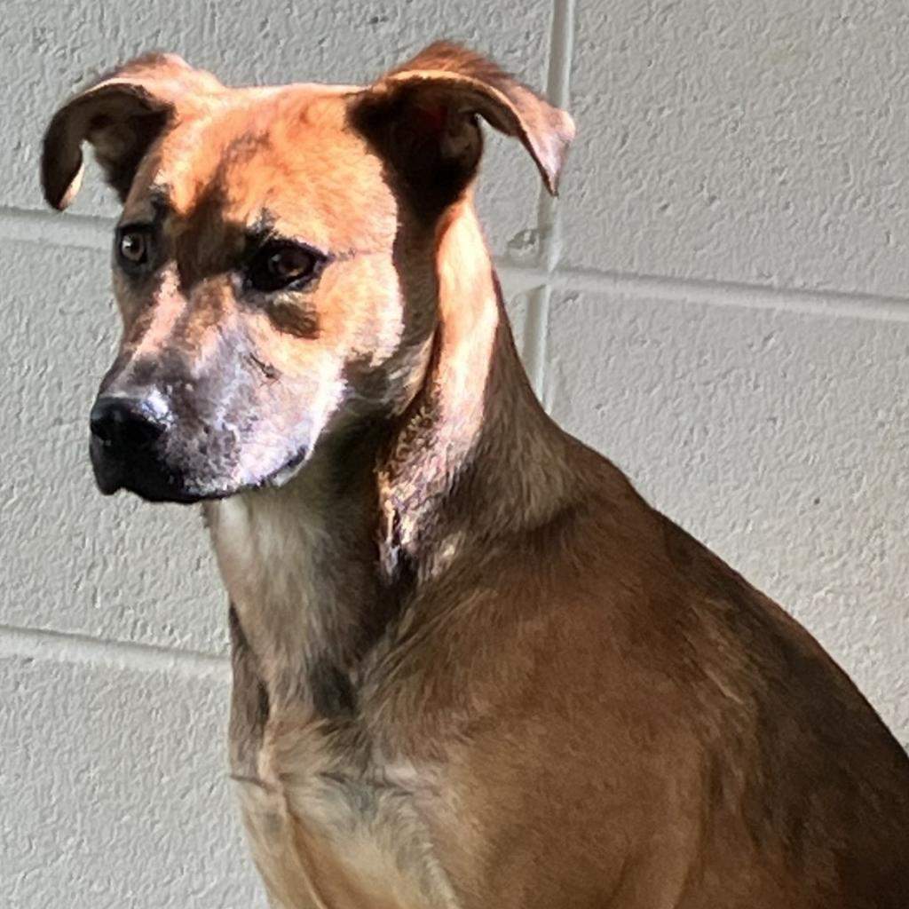 Enlarge Diesel, a Adoptable Shepherd in Montgomery, AL image 6/6