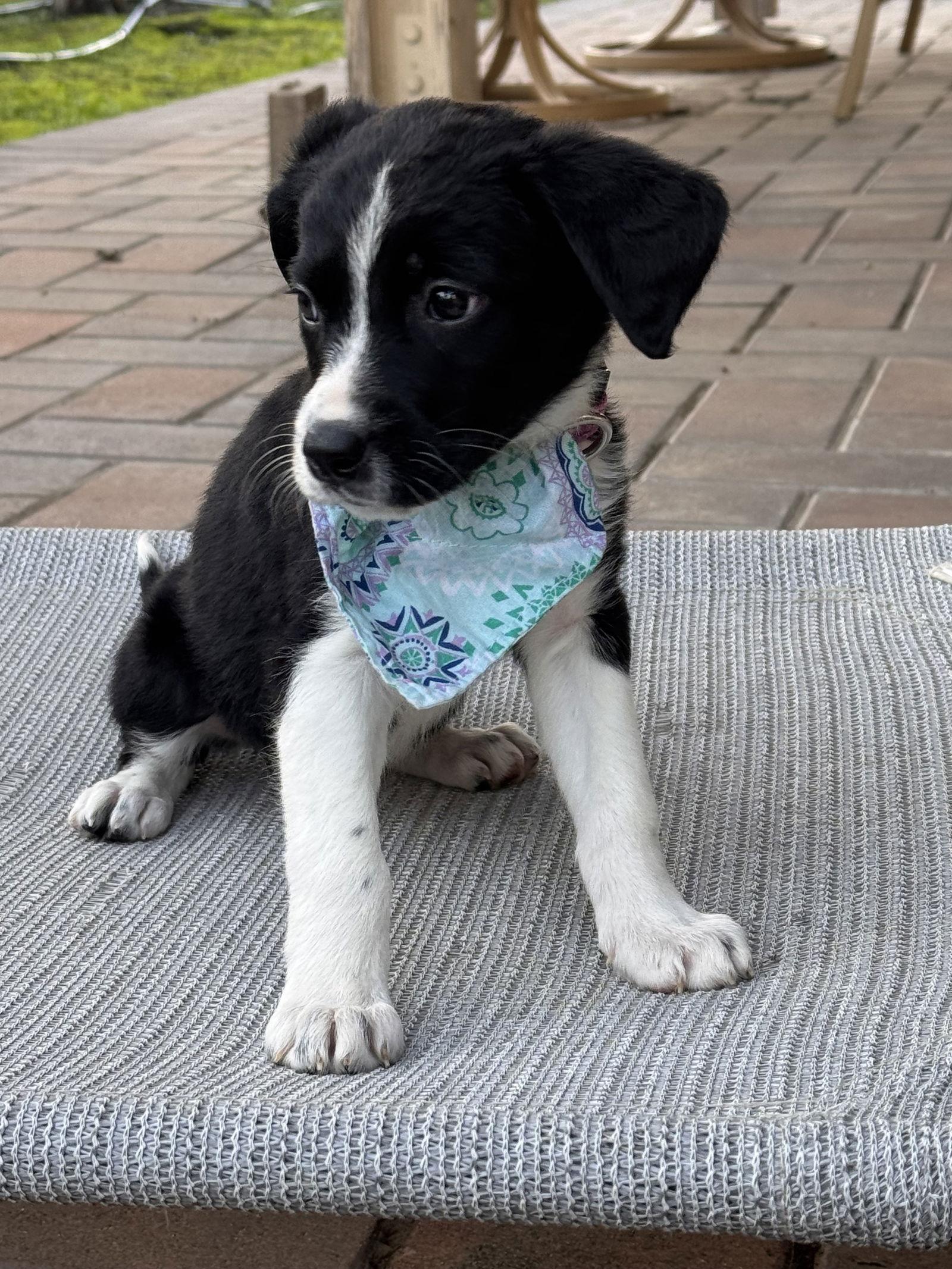 Enlarge Karen, a Adoptable Border Collie in Fullerton, CA image 1/2