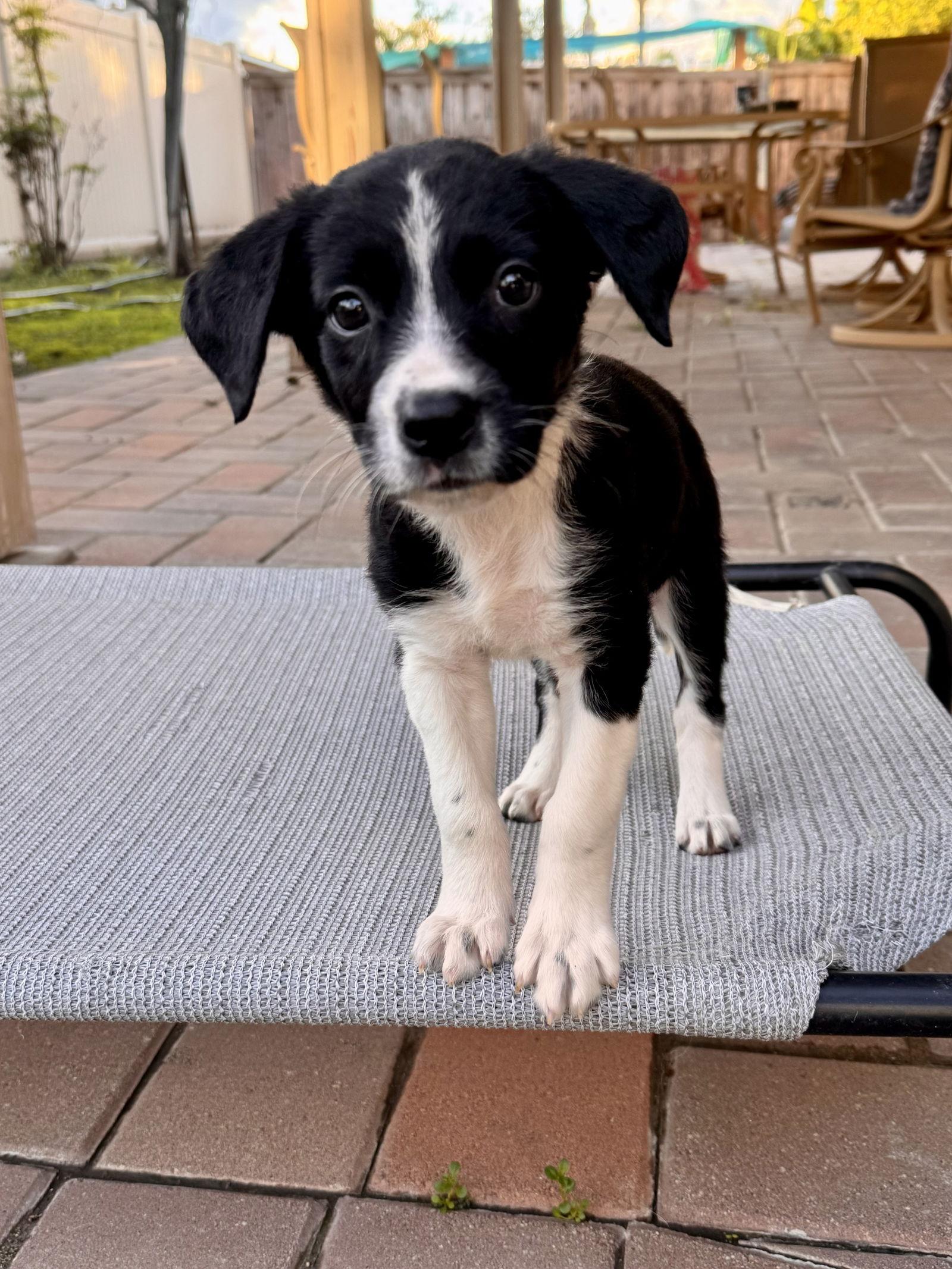 Enlarge Karen, a Adoptable Border Collie in Fullerton, CA image 2/2