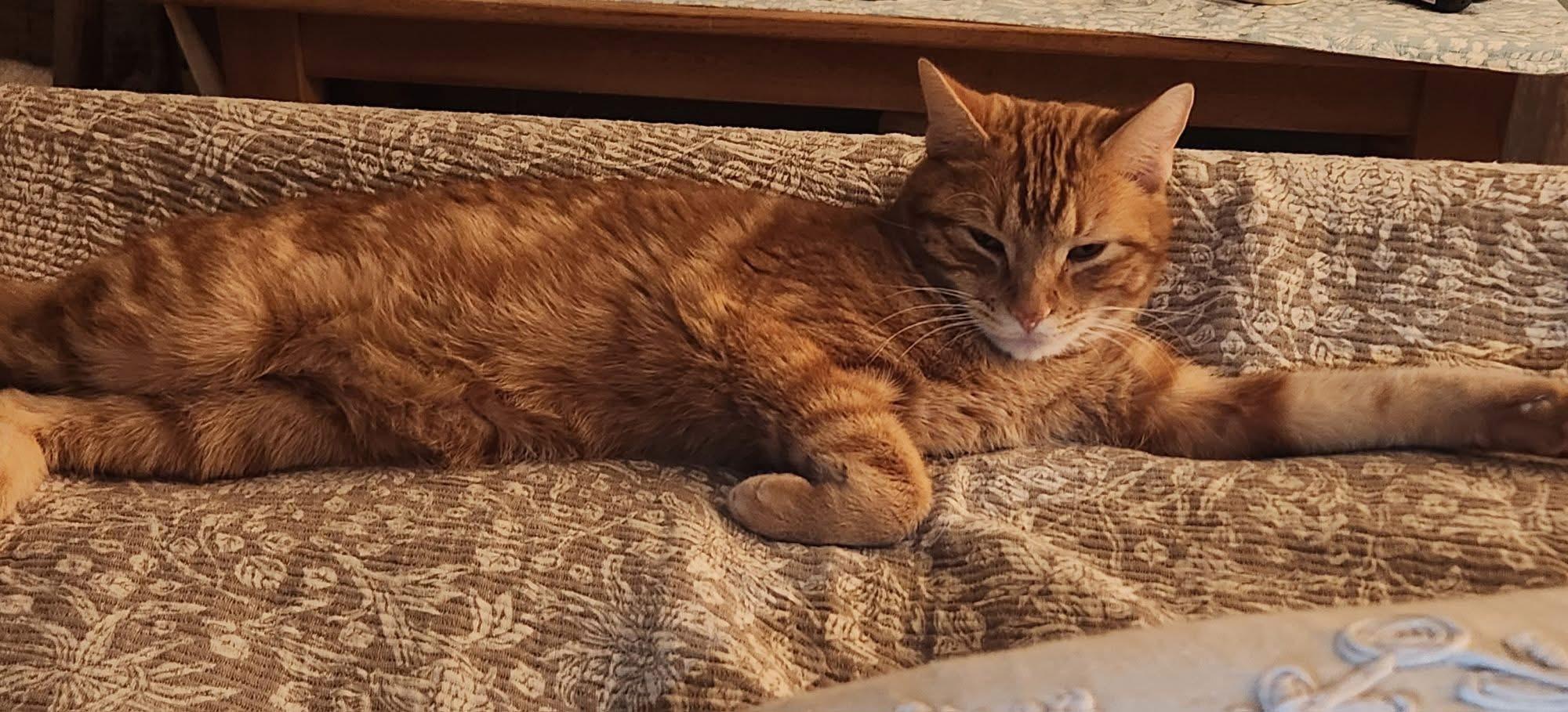 Enlarge Owen, an adopted Domestic Short Hair in Granby, CT image 3/5