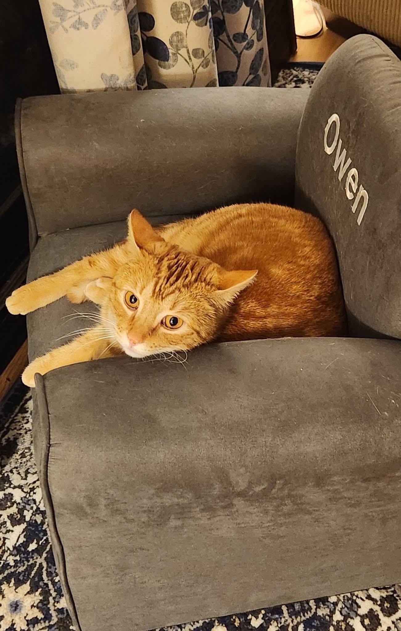 Enlarge Owen, an adopted Domestic Short Hair in Granby, CT image 4/5