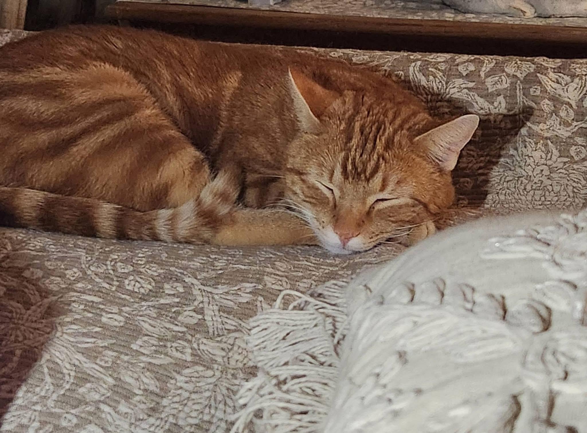 Enlarge Owen, an adopted Domestic Short Hair in Granby, CT image 2/5