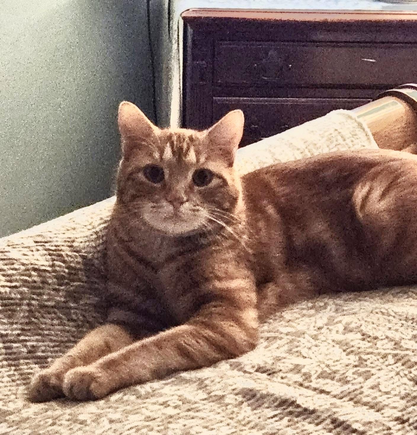 Owen, adopted, Young Male Domestic Short Hair.