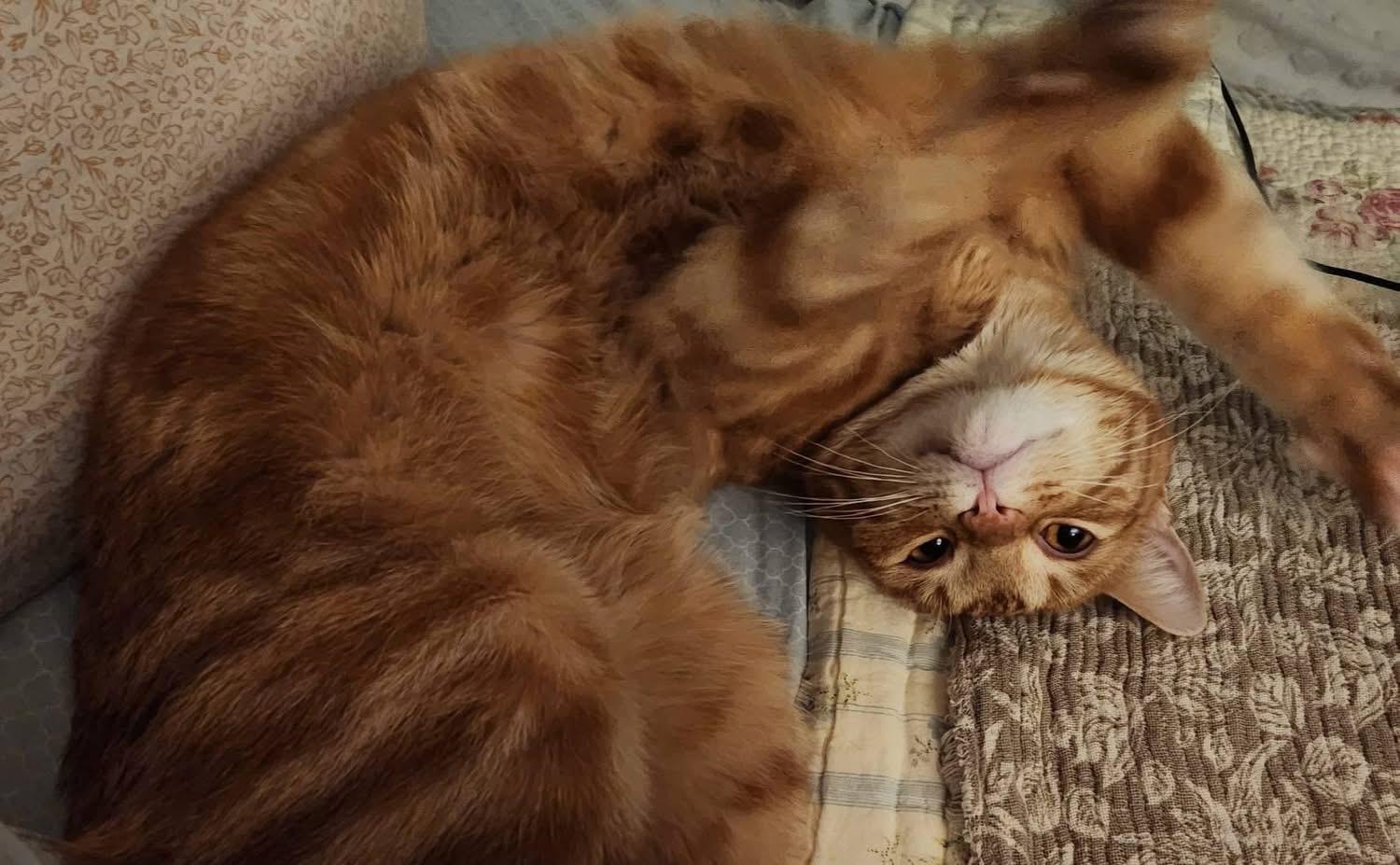 Enlarge Owen, an adopted Domestic Short Hair in Granby, CT image 5/5