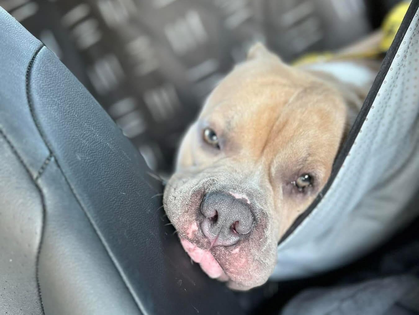 Gumbo (in foster) photo 2