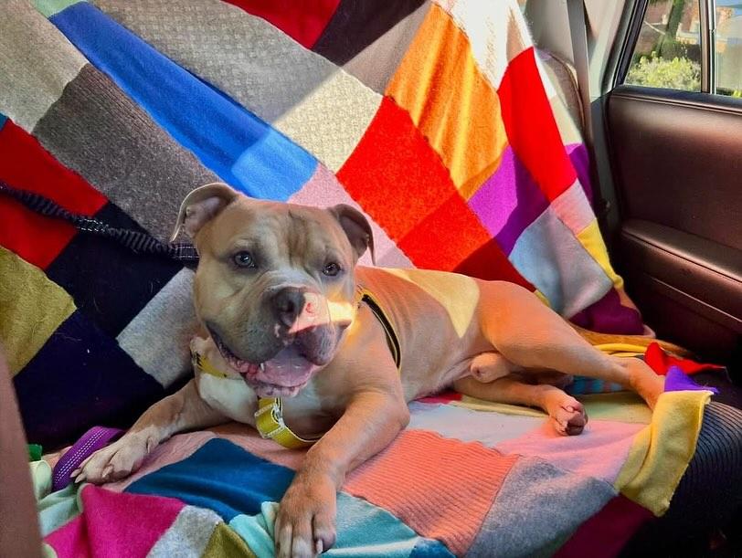Gumbo (in foster)