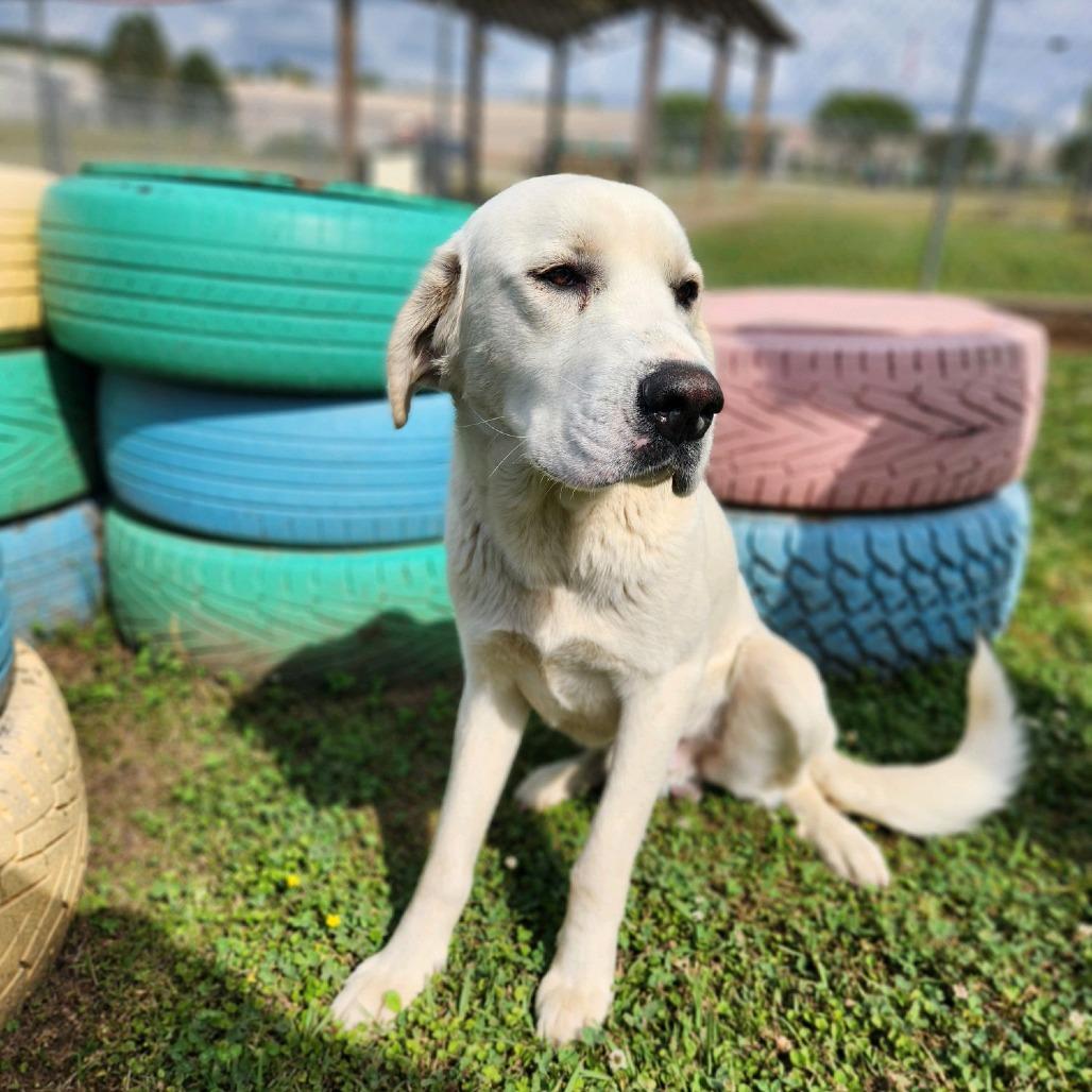 White Rain, a Adoptable Mixed Breed in Enfield, NH image 1/5
